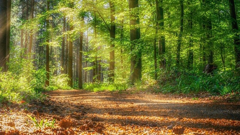 Waldbaden, &copy; pixabay