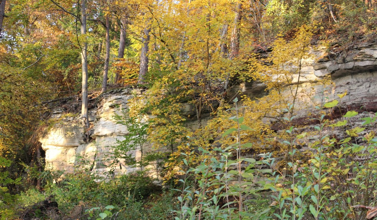 Herbstliche Waldszene im Schönbuch mit gelb gefärbten Laubbäumen und einer Felswand im Hintergrund., © Natur.Nah. Schönbuch & Heckengäu Herbstliche Waldszene im Schönbuch mit gelb gefärbten Laubbäumen und einer Felswand im Hintergrund., © Natur.Nah. Schönbuch & Heckengäu