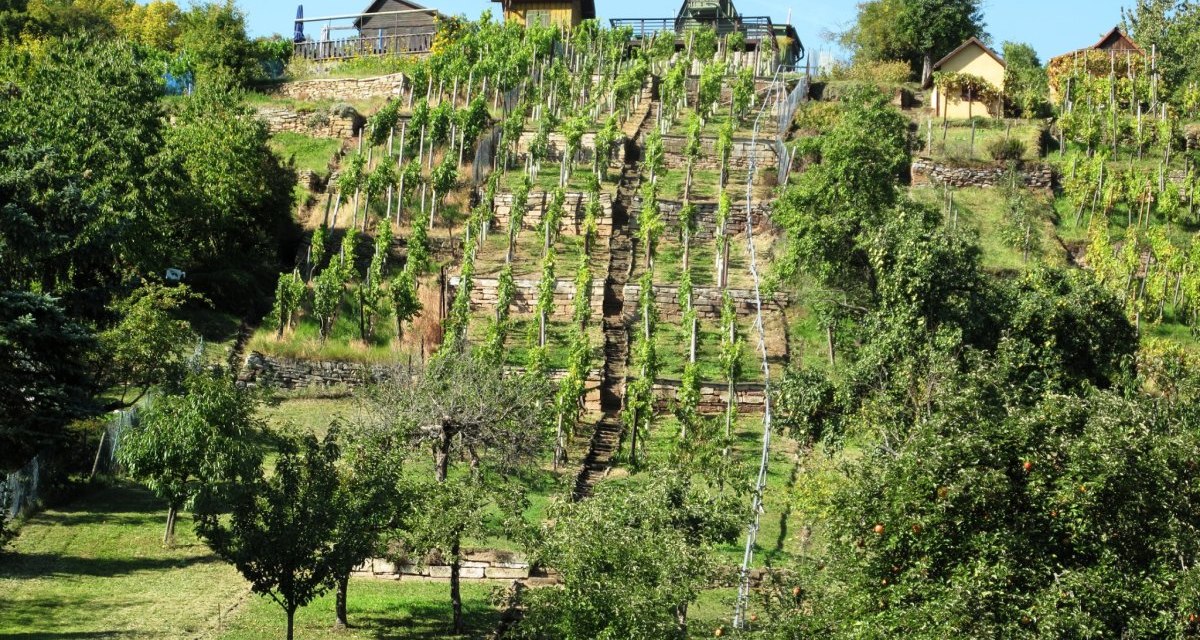 Ein terrassierter Weinberg mit grünen Reben und kleinen Hütten auf einem sonnigen Hügel. Die Landschaft ist von Bäumen umgeben., © RadL Leonberg Ein terrassierter Weinberg mit grünen Reben und kleinen Hütten auf einem sonnigen Hügel. Die Landschaft ist von Bäumen umgeben., © RadL Leonberg