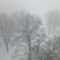 Verschneite Bäume in einem nebligen Winterwald, die Äste sind mit Schnee bedeckt und die Sicht ist durch den Nebel eingeschränkt., © WTM GmbH Waiblingen