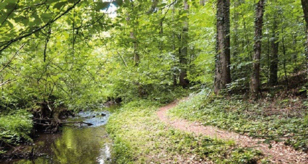 Ein schmaler Waldweg führt entlang eines kleinen Baches durch einen dichten, grünen Wald., © Natur.Nah. Schönbuch & Heckengäu Ein schmaler Waldweg führt entlang eines kleinen Baches durch einen dichten, grünen Wald., © Natur.Nah. Schönbuch & Heckengäu