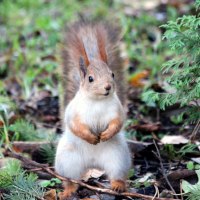Ein aufrecht stehendes Eichhörnchen auf dem Boden, umgeben von grünen Pflanzen und Zweigen.