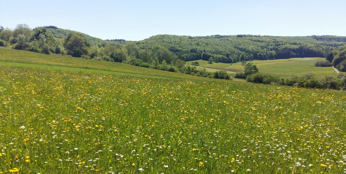 Eine blühende Wiese mit gelben und weißen Blumen erstreckt sich vor einem bewaldeten Hügel unter klarem Himmel., © Bad Urach Tourismus