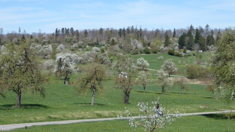 Bl&uuml;hende Obstb&auml;ume verteilen sich auf einer gr&uuml;nen Wiese, umgeben von Wald und unter einem klaren blauen Himmel., &copy; Natur.Nah. Sch&ouml;nbuch & Heckeng&auml;u