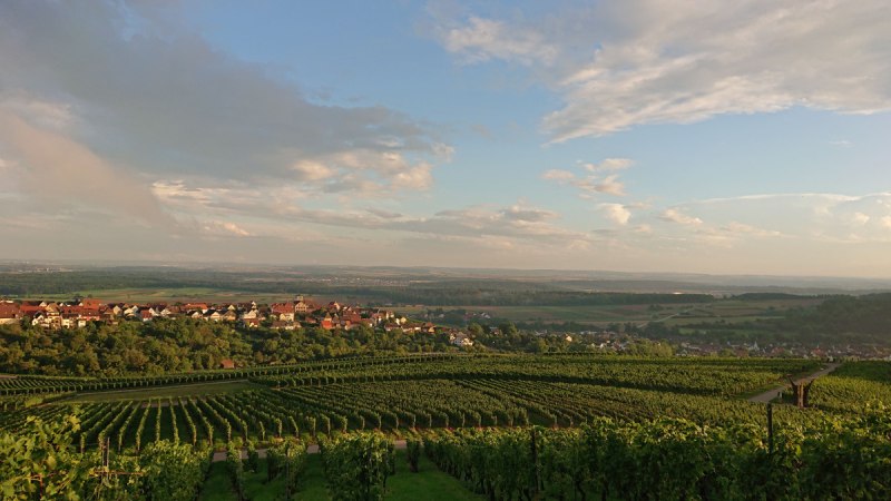 Weinberge bei Hohenhaslach im Abendlicht, mit Blick auf das Dorf und den weiten Himmel. Die Landschaft ist grün und friedlich., © Weingut Weiberle