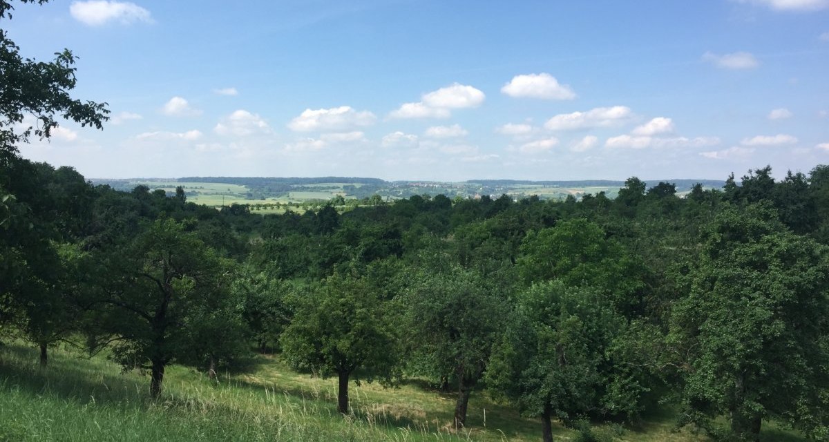 Gr&uuml;ne Obstplantagen erstrecken sich &uuml;ber sanfte H&uuml;gel, umgeben von W&auml;ldern und Feldern unter einem blauen Himmel mit wei&szlig;en Wolken., &copy; www.pro-cycl.de