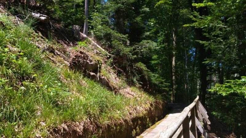Ein hölzerner Steg verläuft durch einen grünen Wald. Die Sonne scheint durch die Bäume und beleuchtet den Weg., © Nördlicher Schwarzwald Ein hölzerner Steg verläuft durch einen grünen Wald. Die Sonne scheint durch die Bäume und beleuchtet den Weg., © Nördlicher Schwarzwald