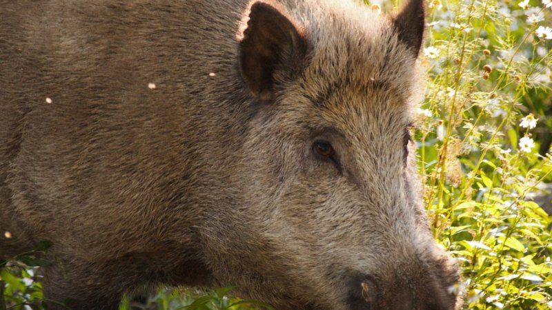 Ein Wildschwein durchstreift eine sonnige, gr&uuml;ne Landschaft, umgeben von Pflanzen und Blumen.