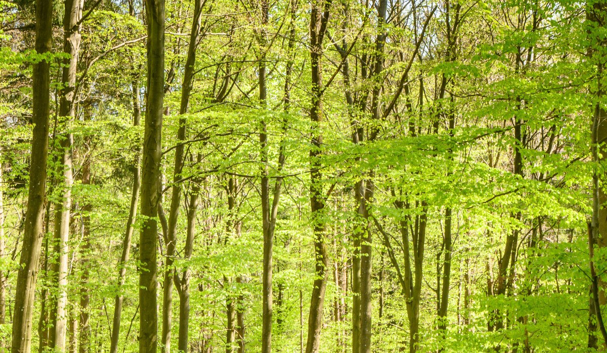 Zwei Personen mit Rucksäcken und ein Hund spazieren auf einem Waldweg, umgeben von hohen, grünen Bäumen im Sonnenlicht., © Stadtverwaltung Winnenden Zwei Personen mit Rucksäcken und ein Hund spazieren auf einem Waldweg, umgeben von hohen, grünen Bäumen im Sonnenlicht., © Stadtverwaltung Winnenden