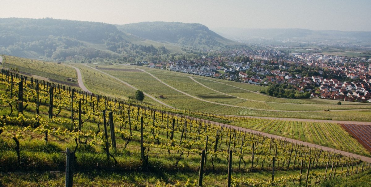 Weinberge, © Korb Weinberge, © Korb