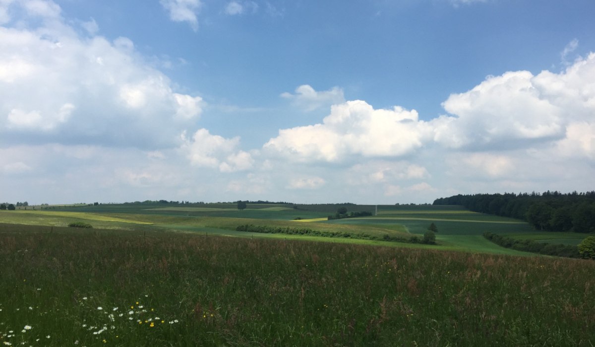 Weite grüne Felder erstrecken sich unter einem blauen Himmel mit weißen Wolken. Im Vordergrund blühen Wildblumen., © www.pro-cycl.de Weite grüne Felder erstrecken sich unter einem blauen Himmel mit weißen Wolken. Im Vordergrund blühen Wildblumen., © www.pro-cycl.de