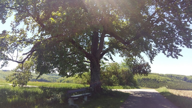 Großer Baum mit ausladenden Ästen und Bank darunter, an einem sonnigen Tag in einer grünen Landschaft., © Bad Urach Tourismus