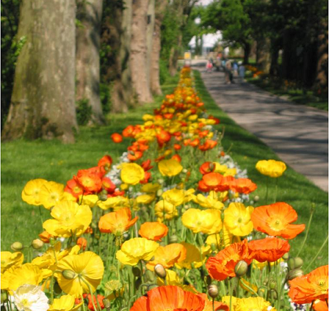 Ein langer Weg in einem Garten, gesäumt von leuchtend gelben und orangefarbenen Blumen, die in voller Blüte stehen., © copyright: Marc Sansone Ein langer Weg in einem Garten, gesäumt von leuchtend gelben und orangefarbenen Blumen, die in voller Blüte stehen., © copyright: Marc Sansone