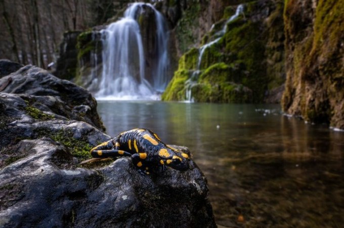 Wald- und Wiesenwissen mit Elmar Oechsner, &copy; Kurverwaltung Bad Urach