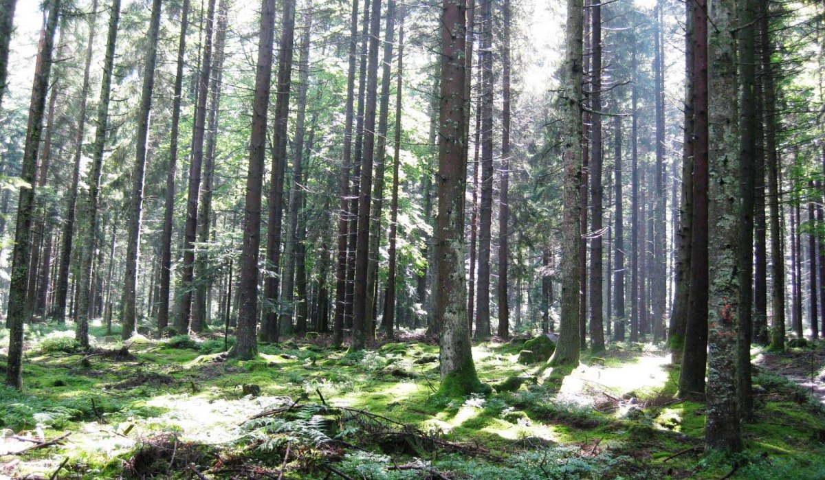Hohe Bäume auf einer Waldlichtung, Sonnenstrahlen fallen durch das Blätterdach auf den moosbedeckten Boden., © Nördlicher Schwarzwald Hohe Bäume auf einer Waldlichtung, Sonnenstrahlen fallen durch das Blätterdach auf den moosbedeckten Boden., © Nördlicher Schwarzwald