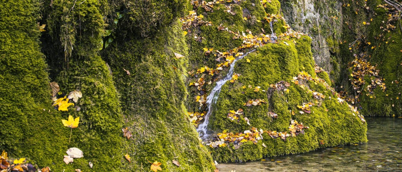 Moosbewachsene Felsen mit kleinen Wasserfällen und bunten Herbstblättern bei den Gütersteiner Wasserfällen in Bad Urach., © SMG, Sarah Schmid Moosbewachsene Felsen mit kleinen Wasserfällen und bunten Herbstblättern bei den Gütersteiner Wasserfällen in Bad Urach., © SMG, Sarah Schmid