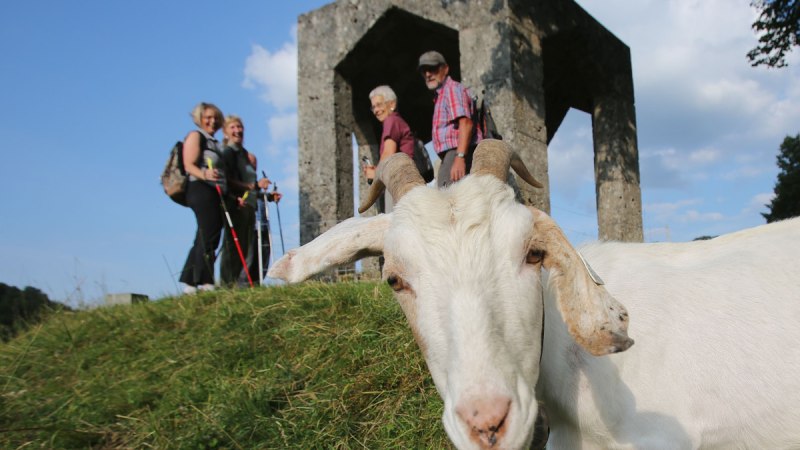 Wanderer stehen mit einer Ziege auf dem Burgberg, © Bad Urach Tourismus Wanderer stehen mit einer Ziege auf dem Burgberg, © Bad Urach Tourismus