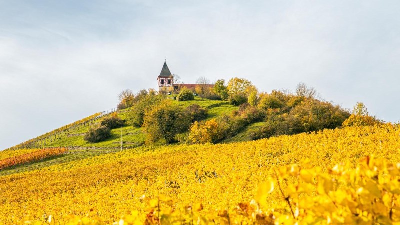 Herbstliche Weinberge am Michaelsberg in Cleebronn, gekrönt von einer Kirche. Die Blätter leuchten in sattem Gelb und Orange unter einem bewölkten Himmel., © Stuttgart-Marketing GmbH, Sarah Schmid Herbstliche Weinberge am Michaelsberg in Cleebronn, gekrönt von einer Kirche. Die Blätter leuchten in sattem Gelb und Orange unter einem bewölkten Himmel., © Stuttgart-Marketing GmbH, Sarah Schmid