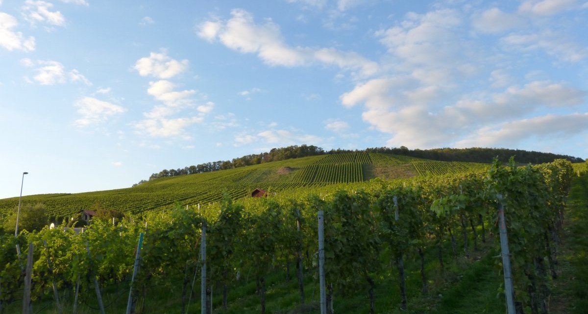 Weinberge in Horrheim erstrecken sich unter einem blauen Himmel mit vereinzelten Wolken. Die Reben sind grün und dicht bepflanzt., © Land der 1000 Hügel - Kraichgau-Stromberg Weinberge in Horrheim erstrecken sich unter einem blauen Himmel mit vereinzelten Wolken. Die Reben sind grün und dicht bepflanzt., © Land der 1000 Hügel - Kraichgau-Stromberg