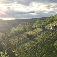 Sonnenuntergang über einem Weinberg im Dürrbachtal. Die Sonne strahlt über die Hügel, während kleine Hütten zwischen den Reben stehen., © Gut Rohreck Sonnenuntergang über einem Weinberg im Dürrbachtal. Die Sonne strahlt über die Hügel, während kleine Hütten zwischen den Reben stehen., © Gut Rohreck