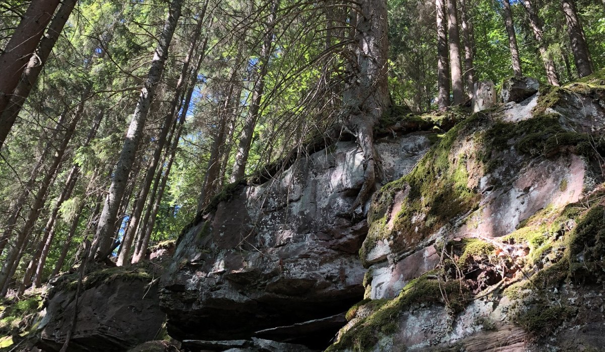 Moosbewachsene Felsen im Wald, umgeben von hohen Bäumen, die in den blauen Himmel ragen. Sonnenlicht fällt durch das Blätterdach., © Nördlicher Schwarzwald Moosbewachsene Felsen im Wald, umgeben von hohen Bäumen, die in den blauen Himmel ragen. Sonnenlicht fällt durch das Blätterdach., © Nördlicher Schwarzwald