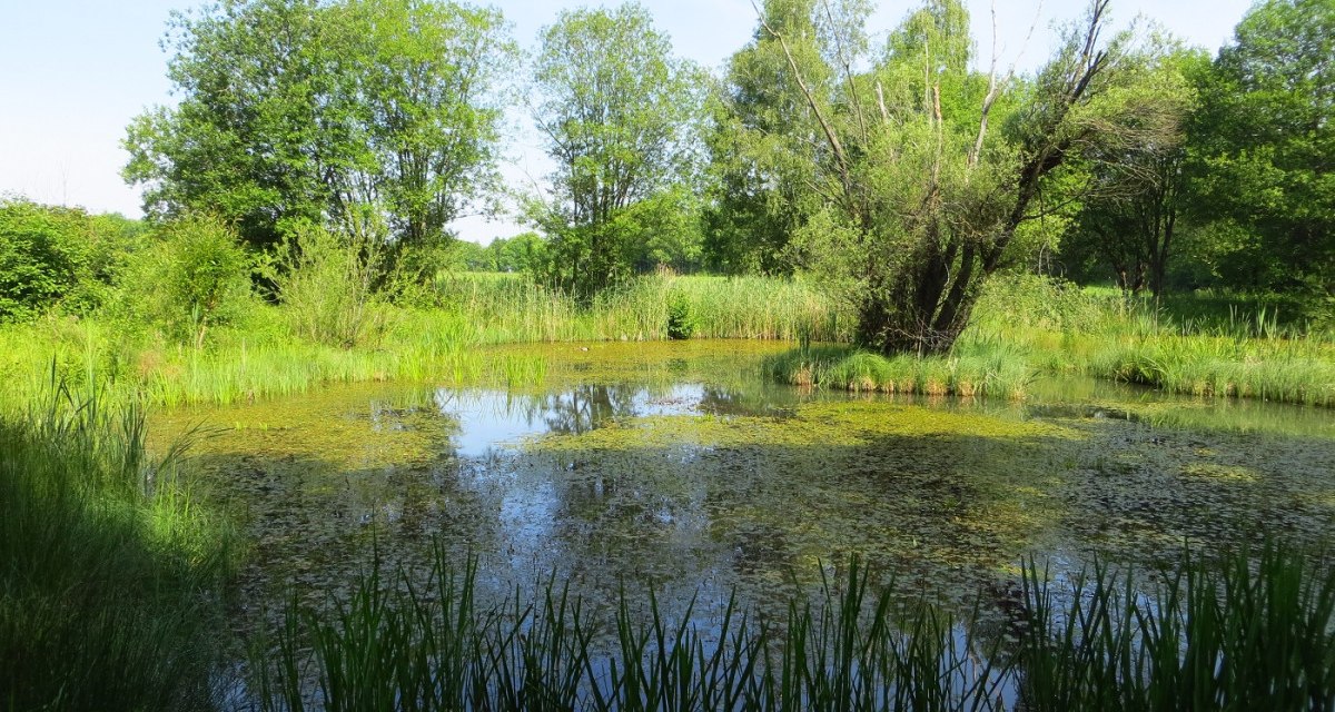 Ein Teich im Amphibienschutzgebiet 'Turm', umgeben von üppigem Grün, Bäumen und Schilf unter blauem Himmel., © Landkreis Göppingen