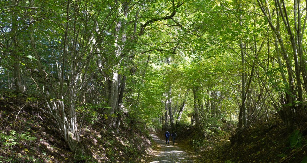 Zwei Personen spazieren auf einem von Bäumen gesäumten Waldweg. Sonnenlicht fällt durch das dichte Blätterdach.