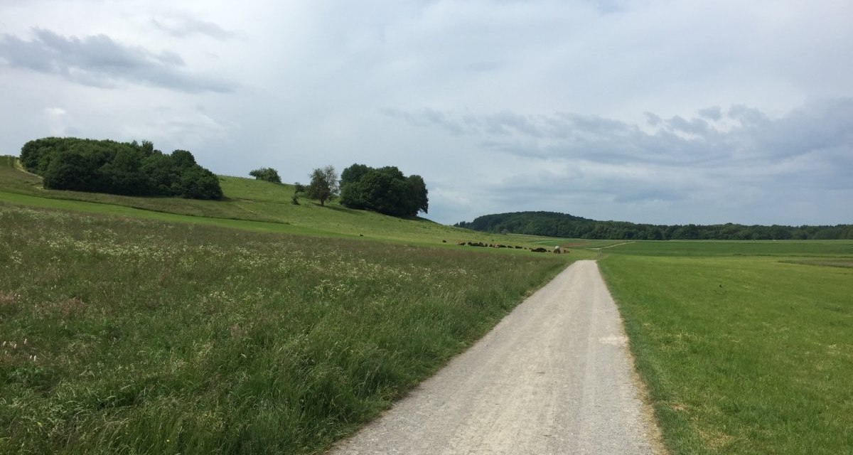 Ein schmaler Weg schl&auml;ngelt sich durch gr&uuml;ne Wiesen und sanfte H&uuml;gel, ges&auml;umt von B&auml;umen unter einem bew&ouml;lkten Himmel., &copy; www.pro-cycl.de