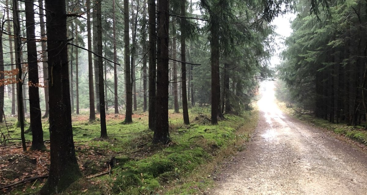 Waldweg nach Straßdorf Waldweg nach Straßdorf