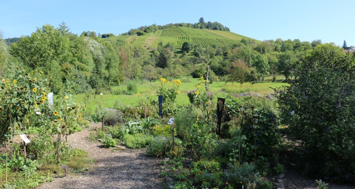 Ein &uuml;ppiger Garten mit verschiedenen Pflanzen und Blumen, im Hintergrund ein gr&uuml;ner H&uuml;gel mit Weinreben unter klarem, blauem Himmel., &copy; Remstal Tourismus e.V.
