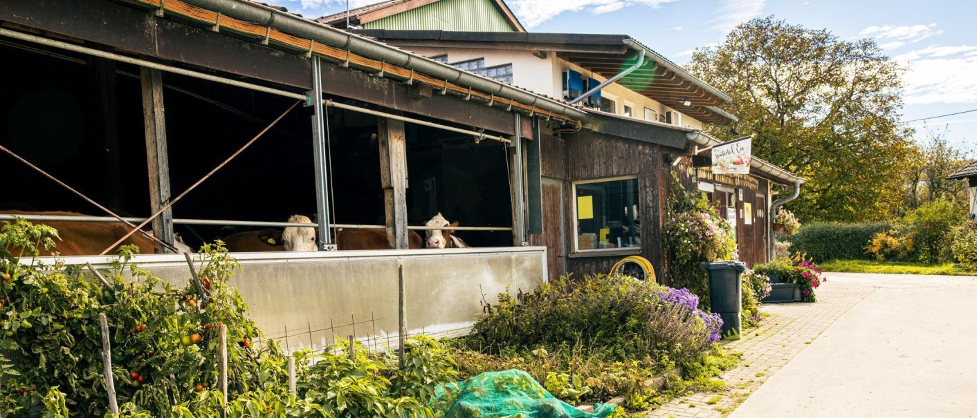 Ein rustikaler Bauernhof mit Kühen im Stall. Im Vordergrund wachsen Tomatenpflanzen. Ein Schild und Blumen schmücken den Eingangsbereich., © Stuttgart-Marketing GmbH, Sarah Schmid