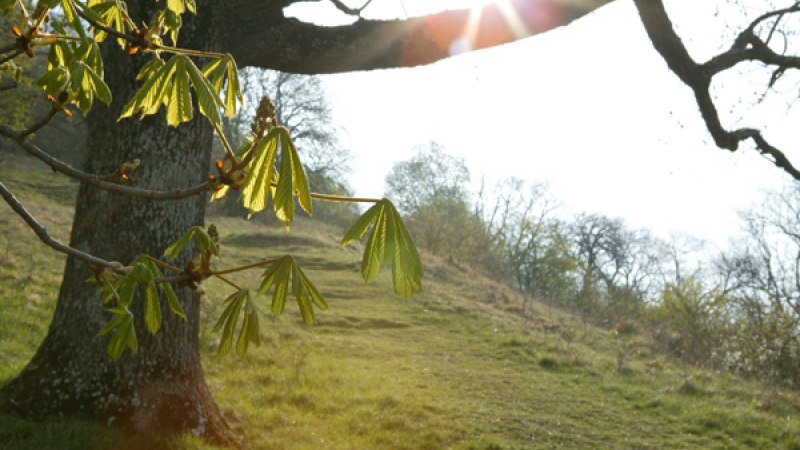 Ein Baum mit frischen Blättern im Vordergrund, Sonnenstrahlen scheinen durch die Äste. Im Hintergrund eine grüne Wiese und kahle Bäume., © Sphäre Verlag