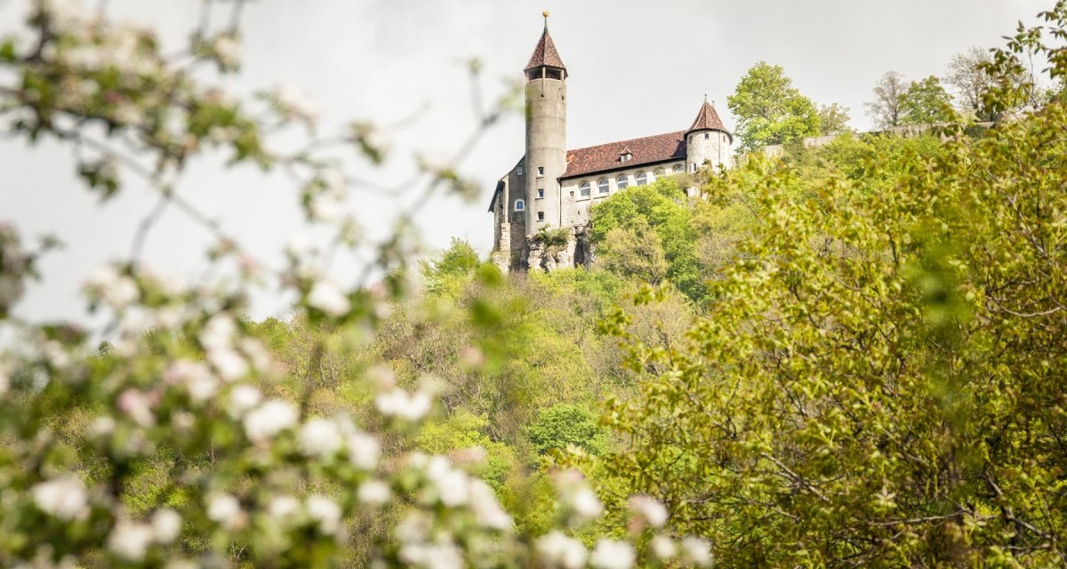 Burg Teck thront auf einem bewaldeten Hügel, umgeben von blühenden Bäumen und grünem Laub., © hochgehberge Burg Teck thront auf einem bewaldeten Hügel, umgeben von blühenden Bäumen und grünem Laub., © hochgehberge