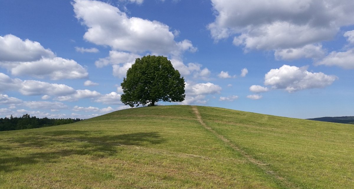 Der Felherrnhügel ist bekannt für den Baum in der Mitte, © Bad Urach Tourismus Der Felherrnhügel ist bekannt für den Baum in der Mitte, © Bad Urach Tourismus