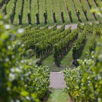 Grüne Weinberge mit geordneten Reihen von Rebstöcken, ein schmaler Weg verläuft dazwischen. Die Blätter sind saftig und dicht., © Remstal Tourismus e.V.