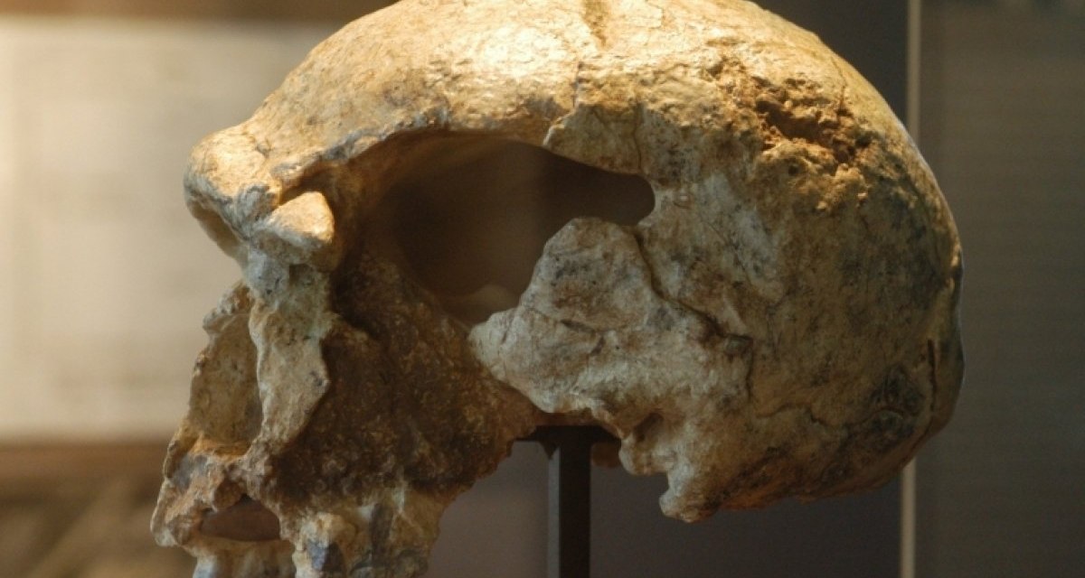 Der Sch&auml;del eines Homo Steinheimensis ist in einem Museum ausgestellt. Er zeigt deutliche fossile Merkmale und ist auf einem St&auml;nder montiert., &copy; Werner Kuhnle