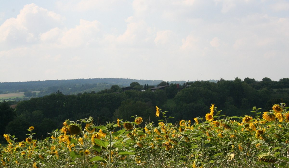 Ein Sonnenblumenfeld erstreckt sich vor einem bewaldeten Hügel. Der Himmel ist bewölkt, und die Landschaft wirkt ruhig und idyllisch., © Natur.Nah. Schönbuch & Heckengäu Ein Sonnenblumenfeld erstreckt sich vor einem bewaldeten Hügel. Der Himmel ist bewölkt, und die Landschaft wirkt ruhig und idyllisch., © Natur.Nah. Schönbuch & Heckengäu