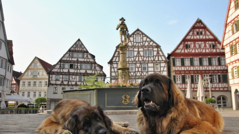 Zwei Leonberger Hunde liegen entspannt auf einem gepflasterten Platz, umgeben von malerischen Fachwerkhäusern und einem Brunnen., © Stadtmarketing Leonberg Zwei Leonberger Hunde liegen entspannt auf einem gepflasterten Platz, umgeben von malerischen Fachwerkhäusern und einem Brunnen., © Stadtmarketing Leonberg