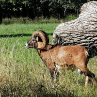 Ein Mufflon steht auf einer gr&uuml;nen Wiese vor einem umgest&uuml;rzten Baumstamm im Favoritepark., &copy; &copy; T&E