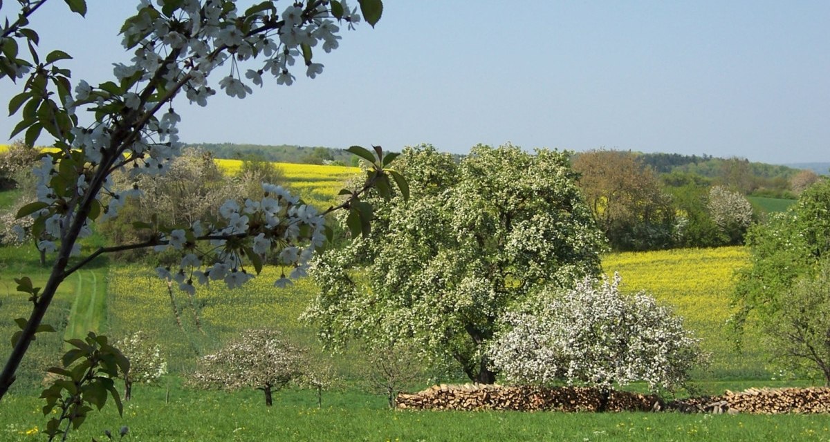 Blühende Obstbäume vor gelben Rapsfeldern und grünem Gras, unter blauem Himmel. Ein friedliches, ländliches Frühlingsbild., © Natur.Nah. Schönbuch & Heckengäu Blühende Obstbäume vor gelben Rapsfeldern und grünem Gras, unter blauem Himmel. Ein friedliches, ländliches Frühlingsbild., © Natur.Nah. Schönbuch & Heckengäu