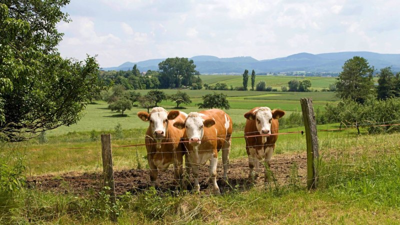 Drei Kühe stehen hinter einem Zaun auf einer grünen Wiese. Im Hintergrund sind Hügel und Bäume zu sehen, der Himmel ist leicht bewölkt., © Landkreis Göppingen