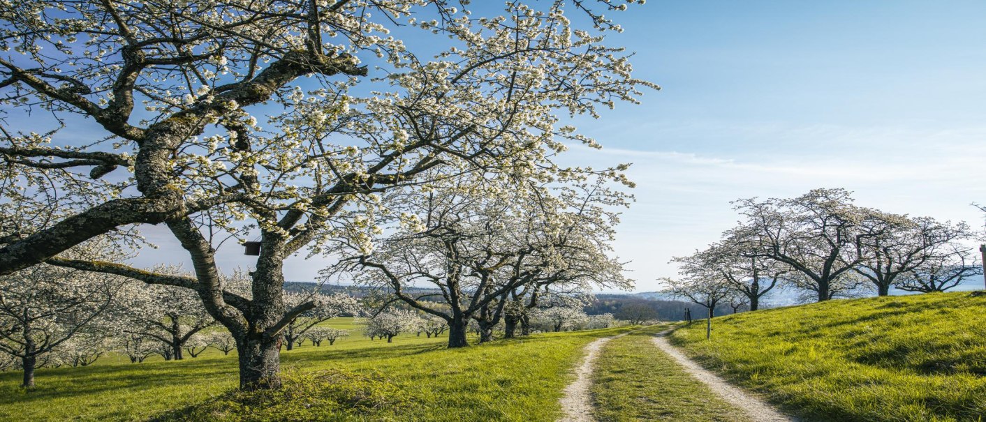 Blühende Obstbäume auf einer grünen Wiese, ein Pfad führt durch die Landschaft. Der Himmel ist klar und blau, die Bäume stehen in voller Blüte., © SMG, Sarah Schmid Blühende Obstbäume auf einer grünen Wiese, ein Pfad führt durch die Landschaft. Der Himmel ist klar und blau, die Bäume stehen in voller Blüte., © SMG, Sarah Schmid