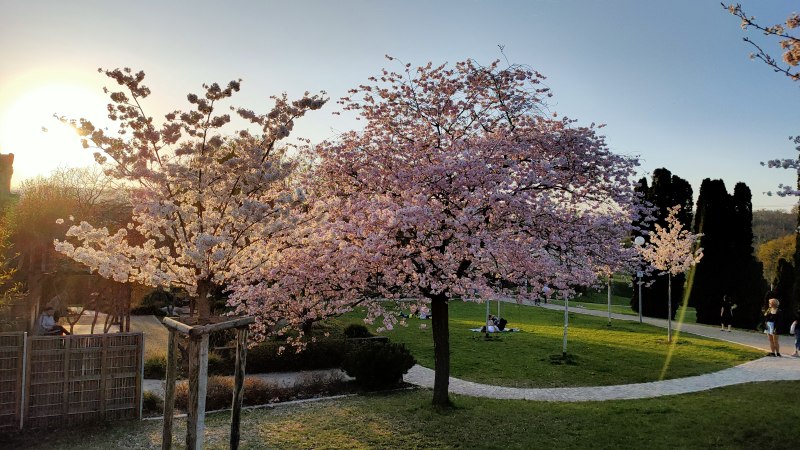 Blühende Kirschbäume im Park bei Sonnenuntergang. Menschen sitzen auf der Wiese, der Himmel ist klar und die Sonne geht unter., © SMG Blühende Kirschbäume im Park bei Sonnenuntergang. Menschen sitzen auf der Wiese, der Himmel ist klar und die Sonne geht unter., © SMG