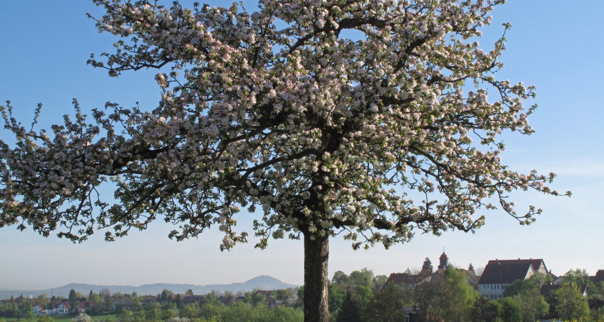 Apfelbaum - Copyright by Berthold H&auml;nssler, &copy; Landkreis G&ouml;ppingen