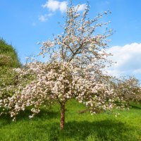 Ein blühender Streuobstbaum steht auf einer grünen Wiese. Der Himmel ist blau mit einigen Wolken., © Naturpark Stromberg-Heuchelberg