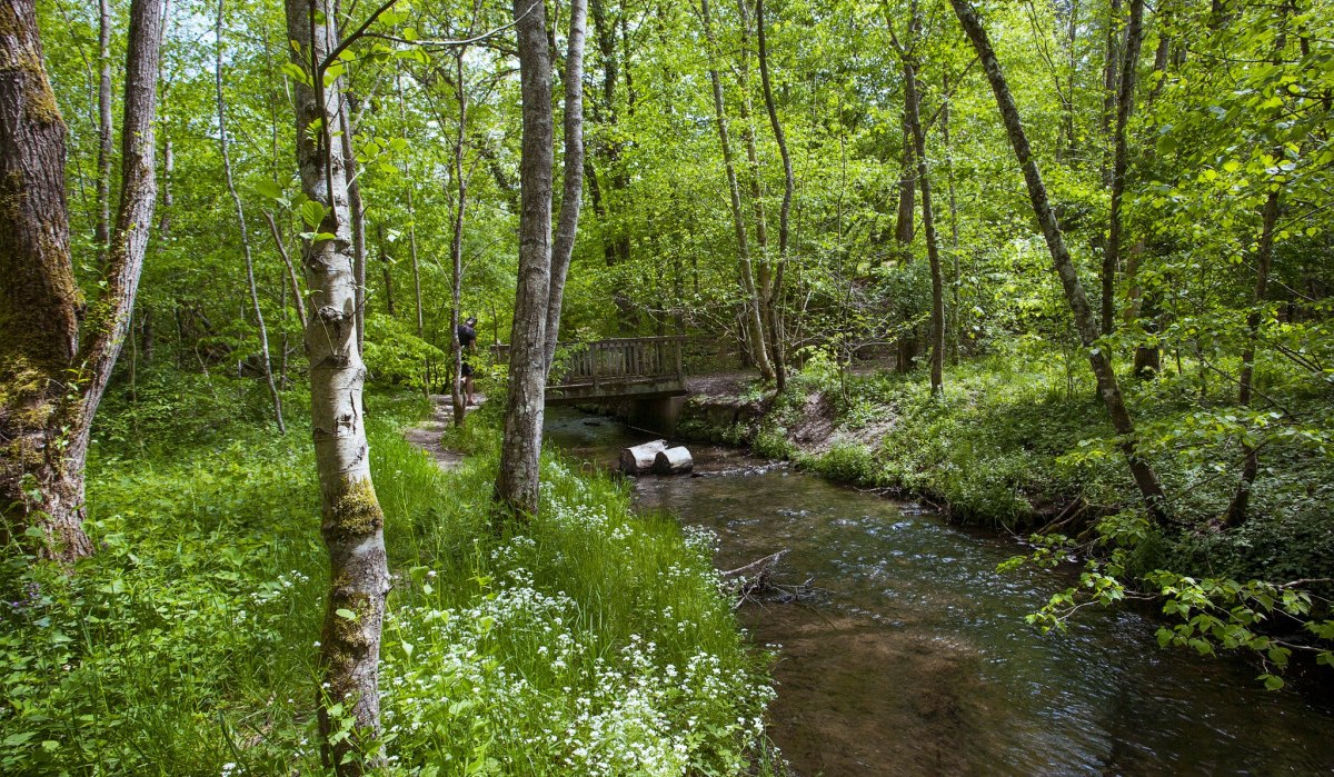 Ein grüner Wald mit einem Bach und einer Holzbrücke. Ein Wanderer ist auf dem Pfad zu sehen., © Natur.Nah. Schönbuch & Heckengäu Ein grüner Wald mit einem Bach und einer Holzbrücke. Ein Wanderer ist auf dem Pfad zu sehen., © Natur.Nah. Schönbuch & Heckengäu