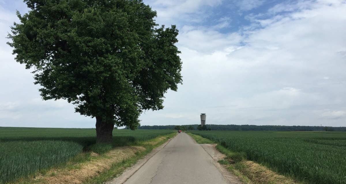 Ein Baum steht neben einer Landstra&szlig;e, die durch gr&uuml;ne Felder zu einem fernen Wasserturm f&uuml;hrt. Der Himmel ist bew&ouml;lkt., &copy; www.pro-cycl.de