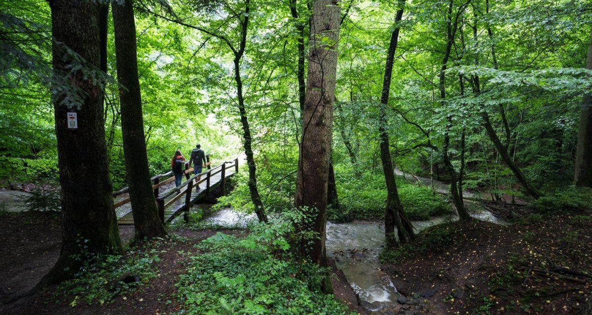 Zwei Personen überqueren eine Holzbrücke in einem dichten, grünen Wald. Ein Bach fließt darunter hindurch., © TMBW, Gregor Lengler Zwei Personen überqueren eine Holzbrücke in einem dichten, grünen Wald. Ein Bach fließt darunter hindurch., © TMBW, Gregor Lengler