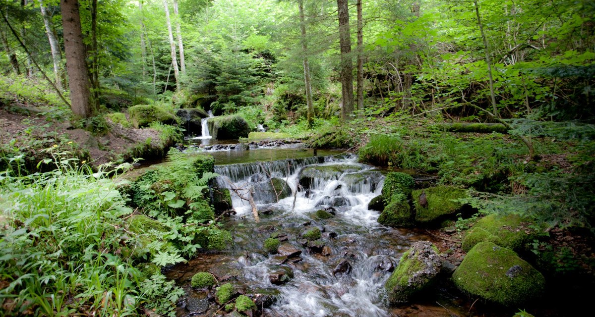 Ein kleiner Wasserfall fließt durch einen dichten, grünen Wald im Schwarzwald. Moos und Farne bedecken die Felsen am Ufer., © Nördlicher Schwarzwald Ein kleiner Wasserfall fließt durch einen dichten, grünen Wald im Schwarzwald. Moos und Farne bedecken die Felsen am Ufer., © Nördlicher Schwarzwald