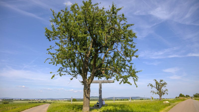 Ein großer Baum steht neben einem Kreuz auf einem Feldweg, umgeben von grünen Feldern und blauem Himmel., © Remstal Tourismus e.V.